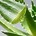 Produktbild Bluelover 100 Stücke Aloe Samen Garten Gemüse Obst Essbare Schönheit Kosmetische Bonsai Samen
