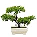 Produktbild Pflanzen Dekoration Home Hochzeit Lucky Dekoration Deko Pflanze,Feng Shui Deko,Japanischer Pinien,Höhe ca. 20 cm, Green, 27a
