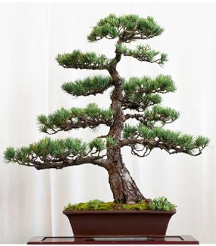 Seedeo Mdchenkiefer (Pinus parviflora) Bonsai 15 Samen : Amazon.de: Garten