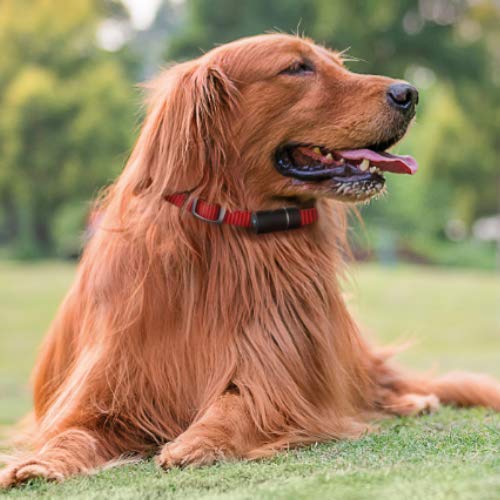 dog tracker vodafone