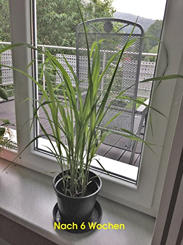 Lila Pampasgras / Ziergras (Cortaderia selloana) ca. 50 Samen - 5
