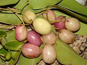 M-Tech Gardens Rare Syzygium cuminii - White Java Plum 1 Healthy Live Plant