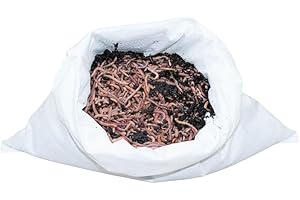 SUPERWURM 1 kg Gartenwürmer - für 100 m² Fläche - Bodenverbesserer - Die einfachste und natürlichste Methode Ihren Gartenboden auf zu lockern und zu durchlüften - Lehmboden auflockern