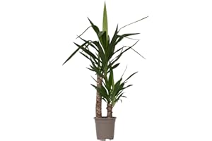 Plant in a Box - Yucca Éléphantipes - Plante d'intérieur - Pied d'éléphant - Pot 17cm - Hauteur 70-80cm