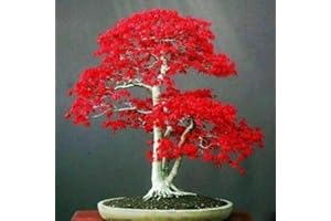 High-Q 20 Seeds Japanese Red Maple Tree bonsai rare plant for home Garden