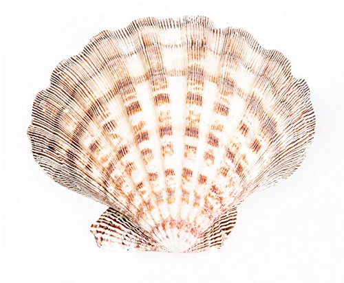 NaDeco® große Jakobsmuschel | Lyropecten Subnodosus | Kamm Muschel Groß | maritime Dekoration | Jacobsmuschel