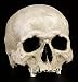 Produktbild Totenkopf Replikat lebensecht - Menschen Schädel Figur