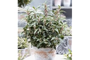 BRYNCIR GARDEN CENTRE Sarcococca 'Winter Gem' (Christasa Sweetbox) 15cm Pot Hardy Evergreen Plant Shrub, White