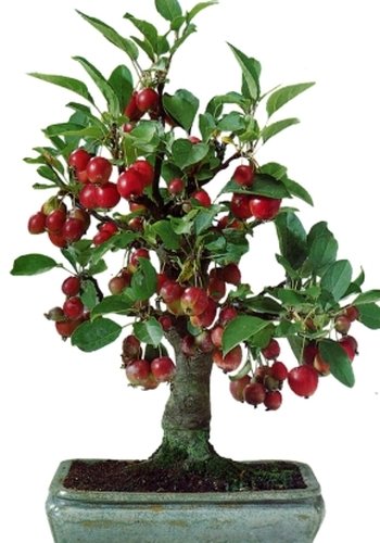 TROPICA - Bonsai - Nagasaki-Apfelbaum ( Malus baccata var. Mandshurica ) - 35 Samen