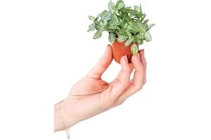 PLNTS - Baby Fittonia Verschaffeltii - Plantes d'intérieur - Feuilles de filet d'argent - Decoration chambre - Accessoires de décoration intérieure - Boutures de 2cm - Hauteur 10cm