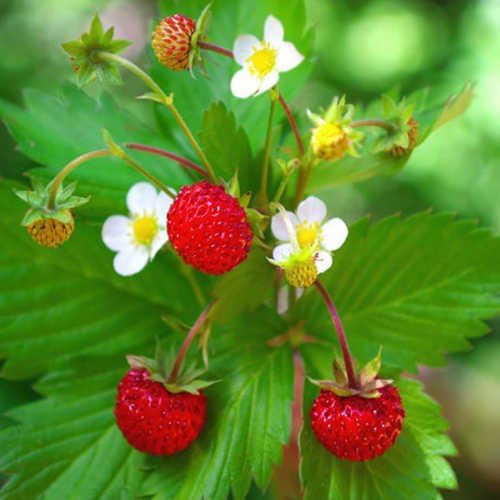 Fragaria vesca - Wild strawberries - Spg - Seeds