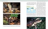 Image de Turtles, Tortoises and Terrapins: A Natural History