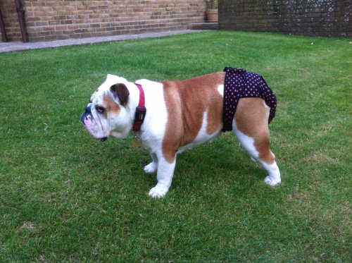 Dog-Season-Nappy-Pants-Diaper-Size-XX-LARGE-Washable-Pad-option-Black-Pink-Dots