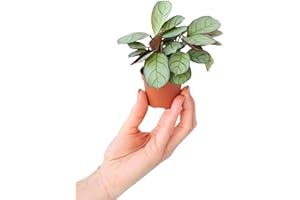 PLNTS - Baby Ctenanthe Amagris - Plante verte - Plante d'intérieur en 6 cm Pot - Hauteur 15 cm