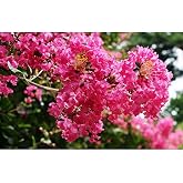 Lagerstroemia indica (pot 19 cm&Oslash;)