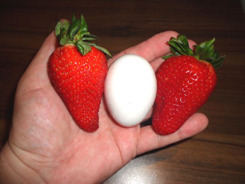 RIESENERDBEEREN – Die größte Erdbeere der Welt „Giant“ – ca. 100 Samen - 3