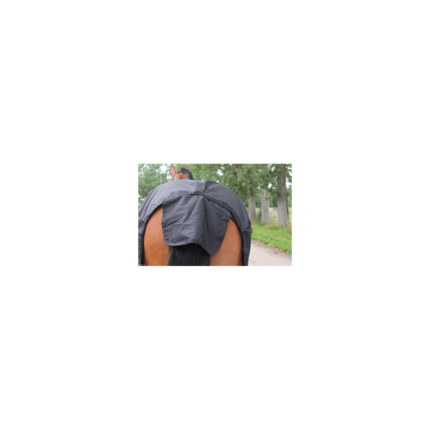Horse ‘n’ Pony