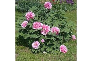 ASTONISH HONIC Graines Paquet: 5 graines: Graines Arbre Pivoine, Paeonia SUF, Rose, Arbre, Shub (5 graines)