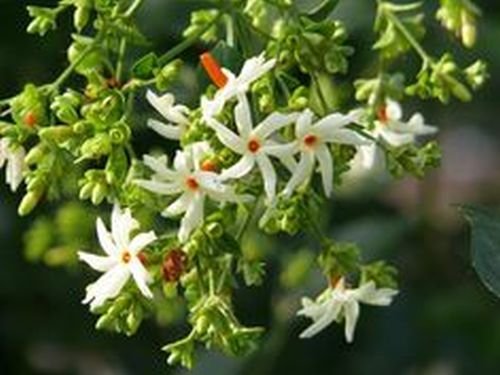 Nyctanthes arbor-tristis, Nachtjasmin,Night Jasmine, Tree of Sadness, 10 Samen