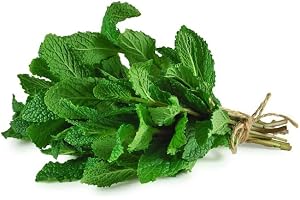 Fresh Mint Leaves Bunch Local