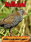 Image de Rallidae! Learn About Rallidae and Enjoy Colorful Pictures - Look and