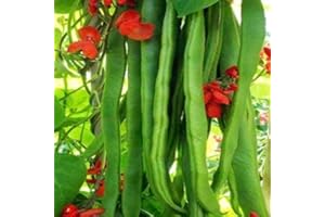 PRETTY WILD SEEDS Vegetable Seeds 60+ Varieties Carrot Pumpkin Cabbage Pea Tomato SWEETCORN Bean Turnip Swde Brussel Onion Cauliflower Fennel Beetroot Herbs (Runner Bean Enorma Approx. 15 Seeds)