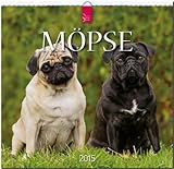 Möpse 2015 - Original Stürtz-Kalender - Mittelformat-Kalender 33 x 31 cm by 