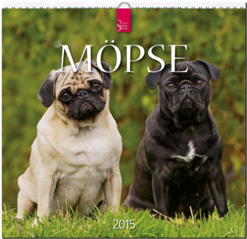 Möpse 2015 - Original Stürtz-Kalender - Mittelformat-Kalender 33 x 31 cm