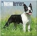 Boston Terriers 2015: Original BrownTrout-Kalender [Mehrsprachig] [Kalender] by 
