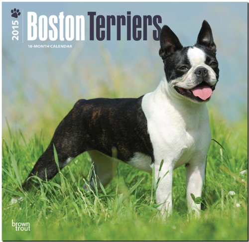 Boston Terriers 2015: Original BrownTrout-Kalender [Mehrsprachig] [Kalender]