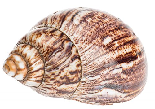 NaDeco® Achatschnecke poliert 12-16cm | Archachatina marginata | Westafrikanische Riesenschnecke | Großes Schneckenhaus | Riesenschnecke | Afrika Deko