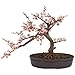 Produktbild Nearly Natural Fast Natur 4764 Cherry Blossom Bonsai Künstlicher Weihnachtsbaum, Pink