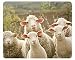 Produktbild "Neugierige FARM Schafe": hohe-hochwertiges Mauspad mit Tieren/Mauspad mit Abbildung von FARM animals - Hergestellt in Deutschland