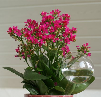 Blumendurstkugeln aus Glas 5er Set d 5/6/7/8/9cm mundgeblasen handgeformt Wasserspender Durstkugeln Lauschaer Glas das Original