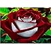 Produktbild 5D DIY Diamond Painting Flowers Diamond Embroidery Ed Rose Landscape Pictures Flowers Paintings by Numbers on Canvas Fc598,Square Drill,80X110Cm