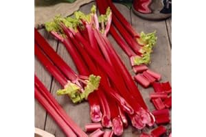 VENKER EL 1 x Rhubarb Crown Timperley Early - Rhubarbs - Grow You're Own Rhubarb - Fruit Plant - Early VarietyL8