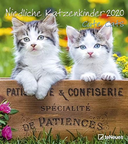 Télécharger Cute Cats 2020 Wall Calendar PDF Ebook En Ligne