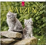 Katzen 2015 - Original Stürtz-Kalender - Mittelformat-Kalender 33 x 31 cm by 
