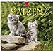 Katzen 2015 - Original Stürtz-Kalender - Mittelformat-Kalender 33 x 31 cm by 