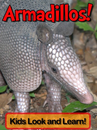 Download Armadillos! Learn About Armadillos and Enjoy Colorful Pictures - Look and Learn! (50+ Photos of Armadillos) Download Armadillos! Learn About Armadillos and Enjoy Colorful Pictures - Look and Learn! (50+ Photos of Armadillos)
