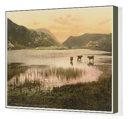 Download Canvas Print of Llyn Dinas (cattle study), Gwynant Valley, Wales