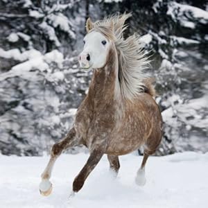 Horses 2014. Broschürenkalender