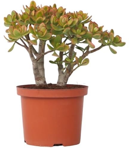 Arbre De Jade - Crassula Ovata 'Hobbit' - Hauteur 10-20cm - ⌀12cm - Jardiland