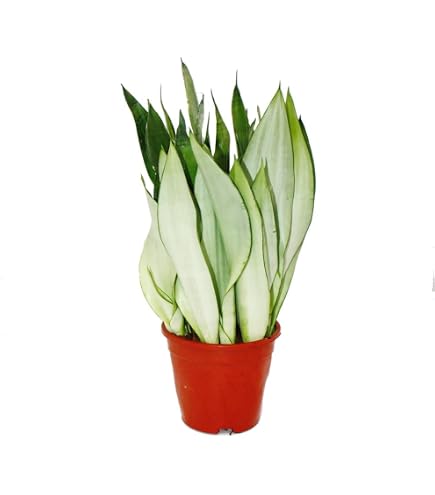 Sansevieria trifasciata "Silver Flame" - Bogenhanf mit ausgefallener  Blattfrbung - 12cm Topf : Amazon.de: Garten
