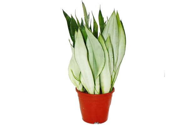 Sansevieria trifasciata "Moonshine" – silverbåghampa – solitär växt i 17 cm kruka – ca. 50 cm hög