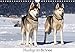 Huskys im Schnee (Wandkalender 2018 DIN A4 quer): Portraits von Sibirischen Huskys im Winter (Monatskalender, 14 Seiten ) (CALVENDO Tiere) [Apr 13, 2017] Zeller & Christian Kiedy, Katrin by 