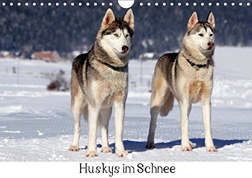 Huskys im Schnee (Wandkalender 2018 DIN A4 quer): Portraits von Sibirischen Huskys im Winter (Monatskalender, 14 Seiten ) (CALVENDO Tiere) [Apr 13, 2017] Zeller & Christian Kiedy, Katrin