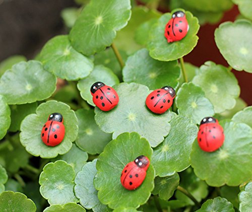 100x Da.Wa Miniature Fairy Garden Ladybugs Sticker Ornament Home Decoration Outdoor reviews 100x Da.Wa Miniature Fairy Garden Ladybugs Sticker Ornament Home Decoration Outdoor