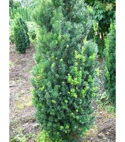 thuja occidentalis micky Thuja occ. 'Little Gem'  Loen Nursery, Inc
