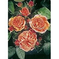 'Chippendale' -R-, Duft-Edelrose (Teehybride) im 4 L Container